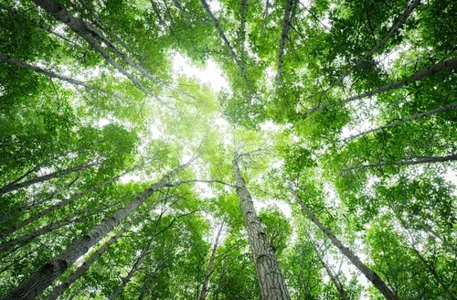 Imagen de copas de árboles tomada de abajo hacia arriba donde se ve la luz que entra y parte del cielo