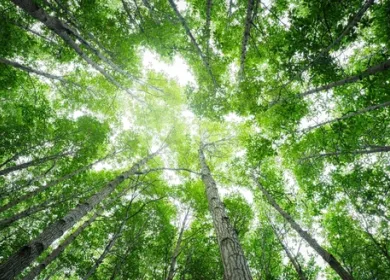 Imagen de copas de árboles tomada de abajo hacia arriba donde se ve la luz que entra y parte del cielo